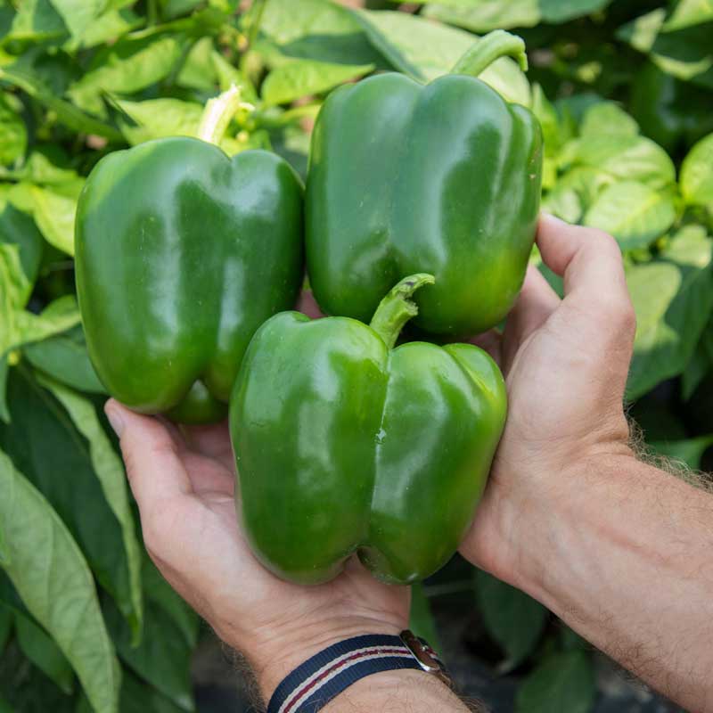 Hortus Capsicum Peppers 2.5gm