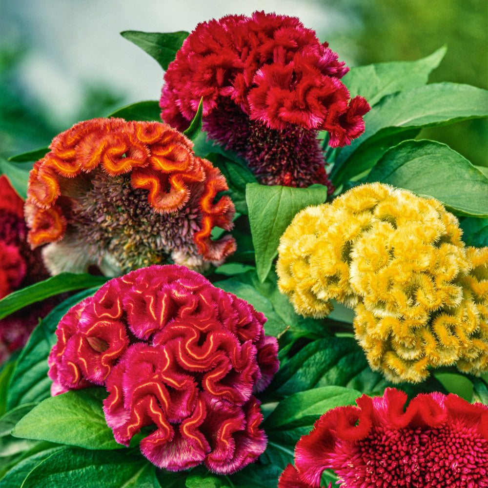Hortus Celosia Cristata Dwarf Mix 1000+ Seeds
