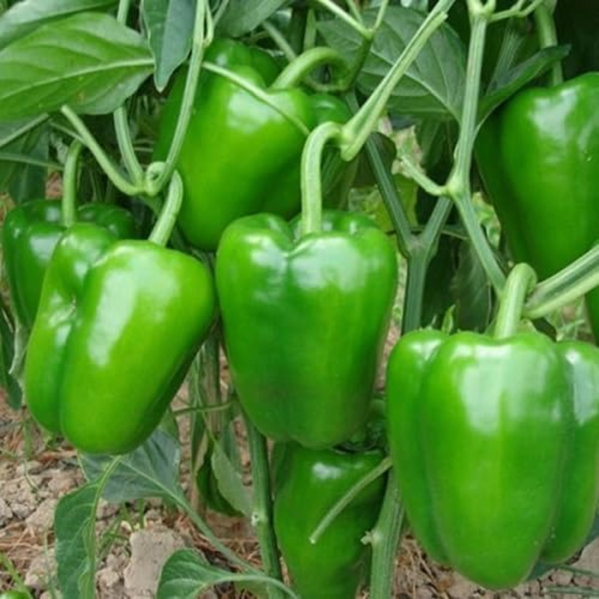 F1 Capsicum (سبز شملہ) 15 Seeds