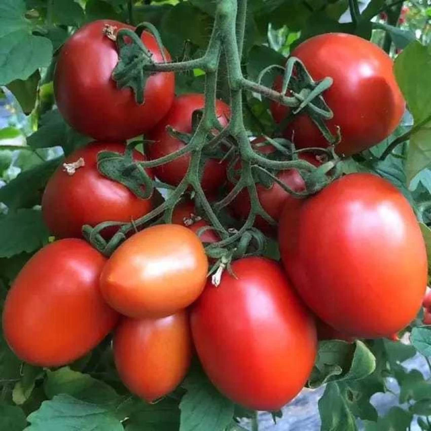 F1 Hybrid Ansal Seminis Tomato (انسل ٹماٹر) 15 Seeds