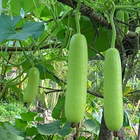 F1 Hybrid Loki (لوکی) 10 Seeds