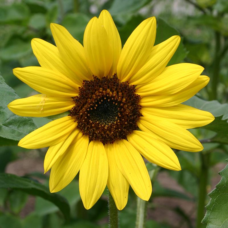 Sunflower Yellow 15 Seeds