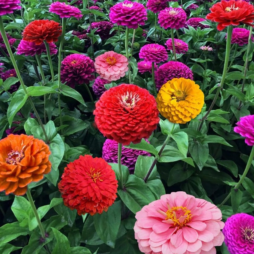 Zinnia super yoga (زینیا سپر یوگا) 20 Seeds