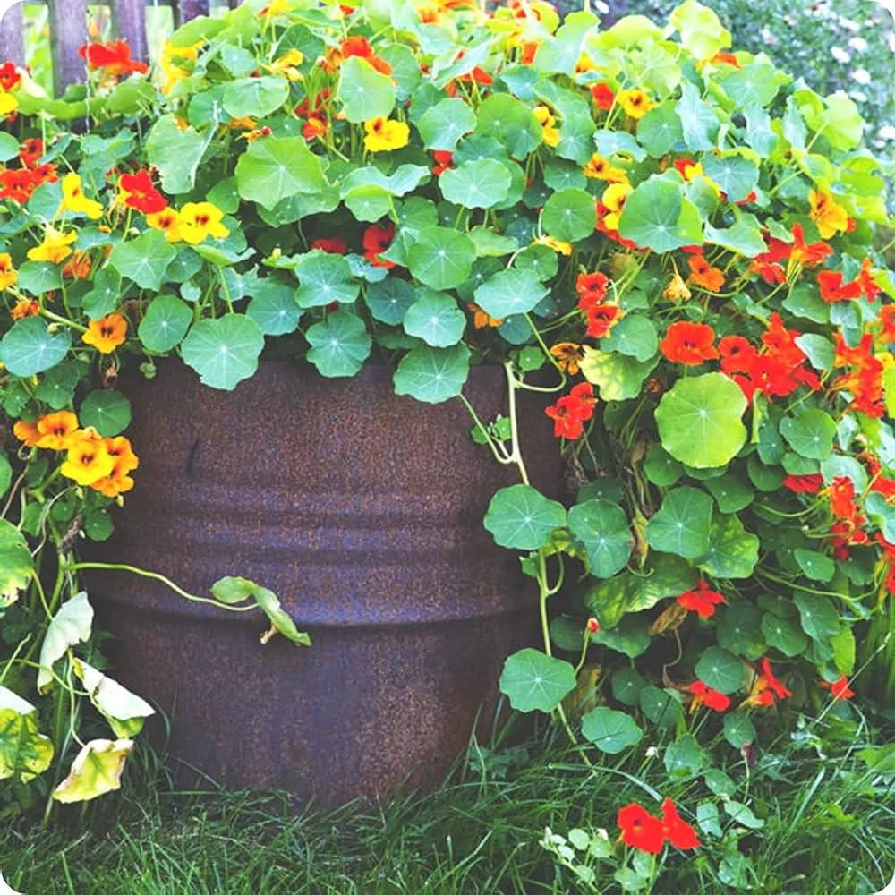 Nasturtium Mix 10 Seeds
