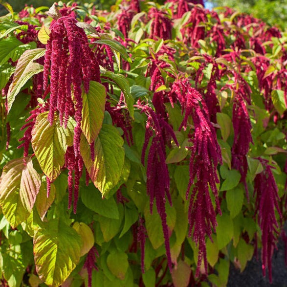 Amaranthus love Bleeding (سدا بہارریڈ) 50+ Seeds