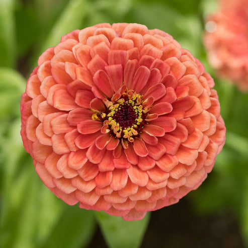 Capital Seeds F1 Zinnia Elegans Bronze Dwarf 20 Seeds