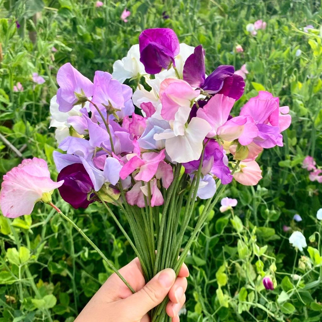 Sweet Peas Mamoth 15 Seeds
