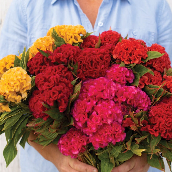 Cockscomb Cristata (تاج خروس) 50+ Seeds