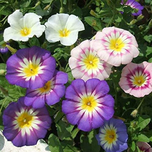 Hortus Convolvulus (Morning Glory) 40+ Seeds