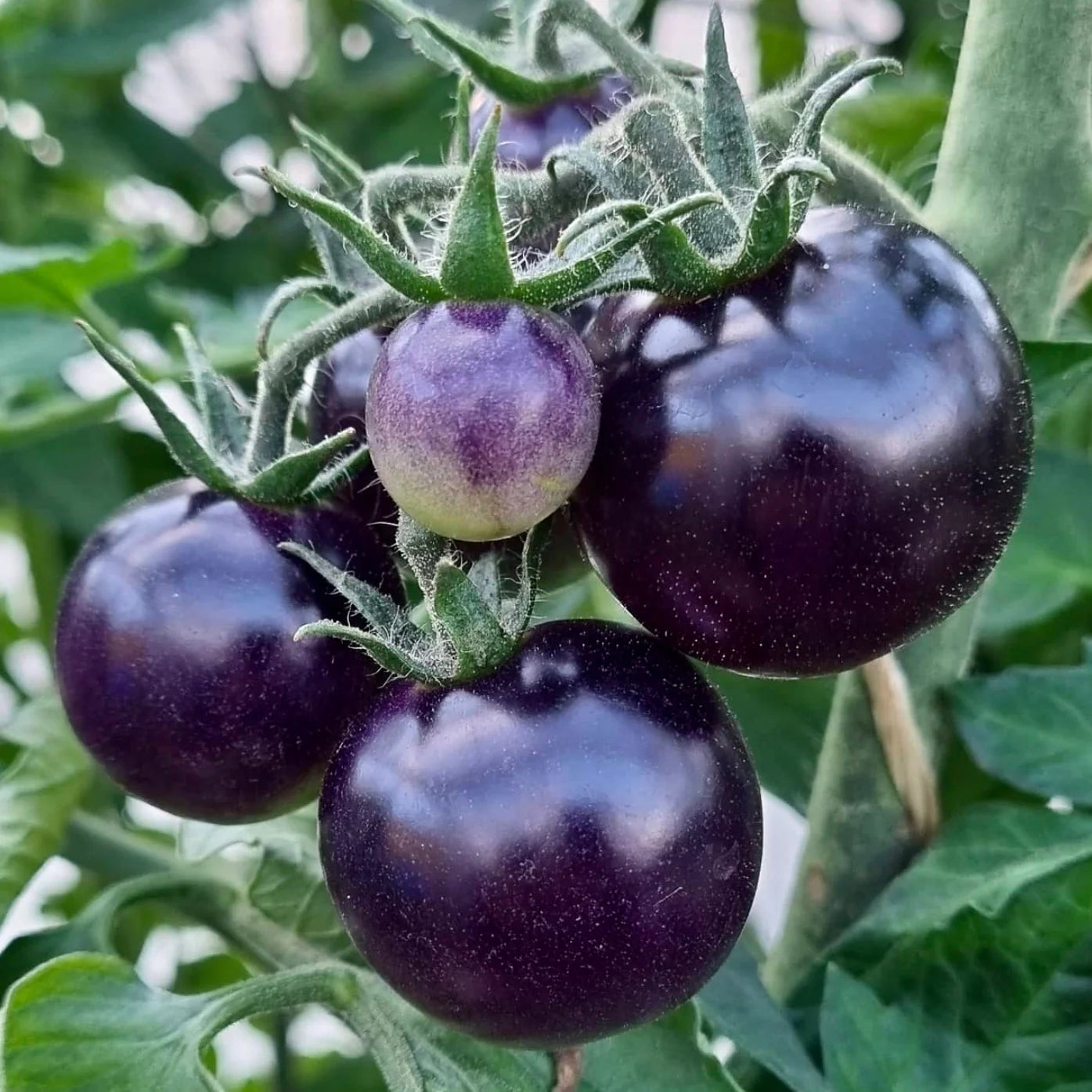 Black Cherry Tomatoes 10 Seeds GardenBook shop black-cherry-tomatoes-10-seeds-gardenbook-shop