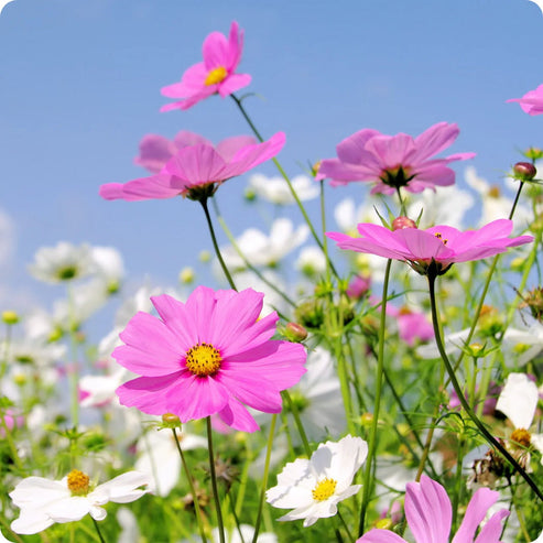 Cosmos Sea Shell 20+ seeds