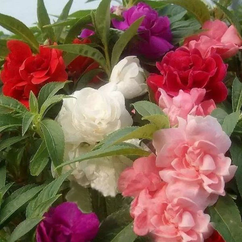Impatiens Balsam Double Mix 20 Seeds