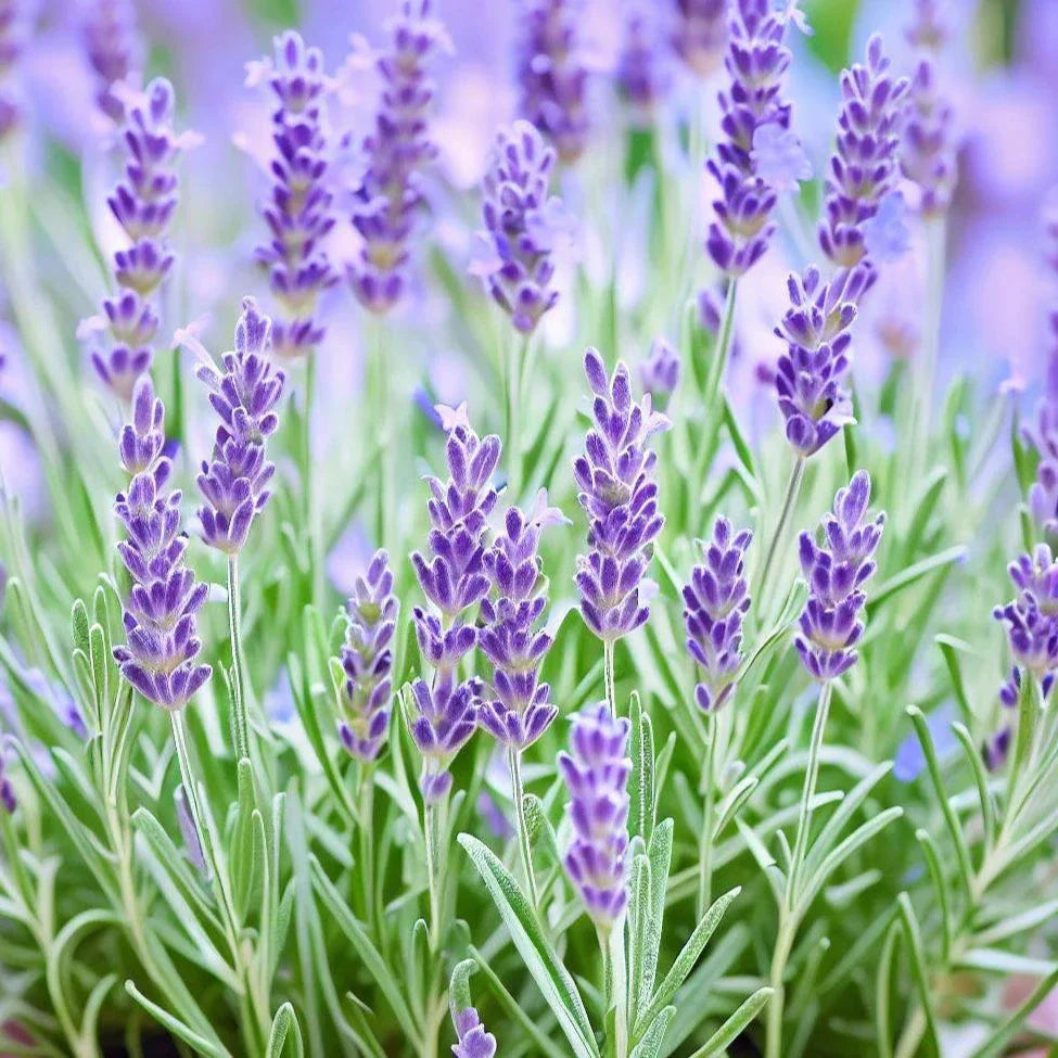 Lavender 50+ Seeds