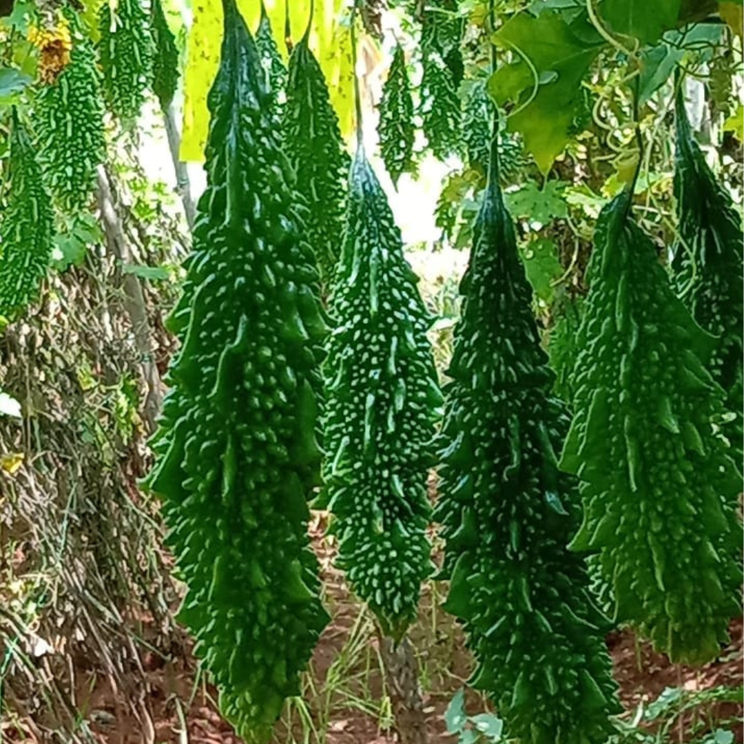 F1 Hybrid Paale Bitter Gourd (پالی کریلا) 8 Seeds