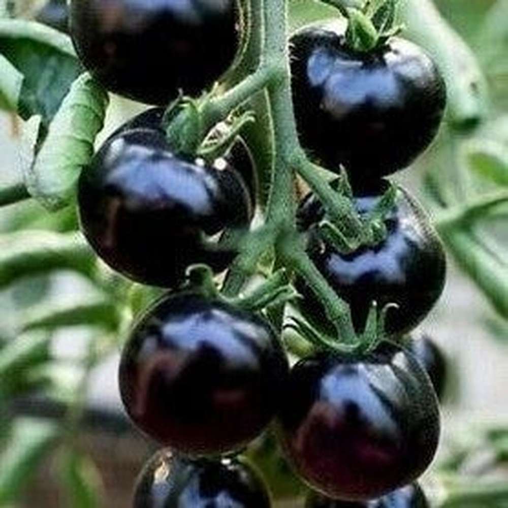 Hortus Organic Pomodoro Black Cherry Tomatoes