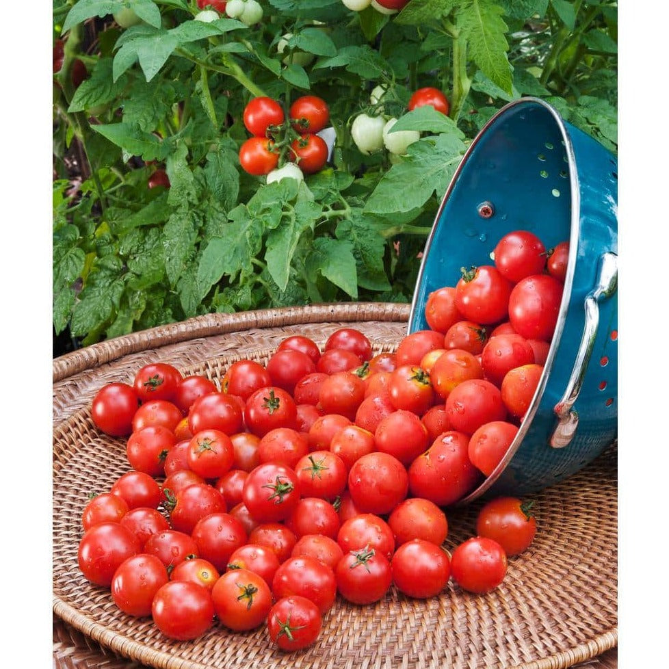 Cherry Tomatoes (چیری ٹماٹر) 10 Seeds