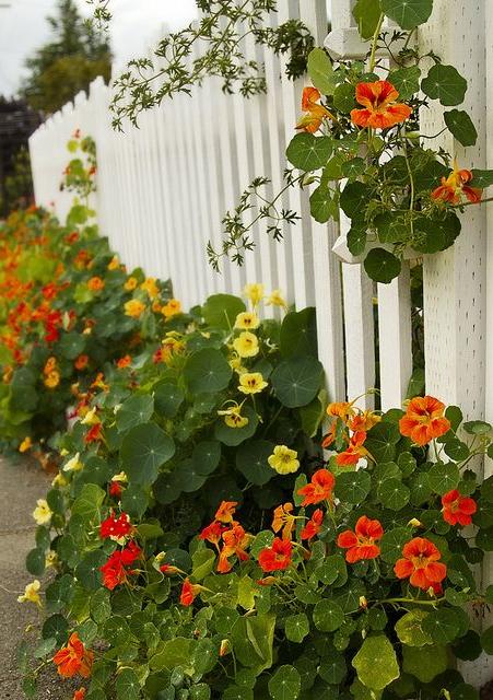 Nasturtium African Mix 10 Seeds