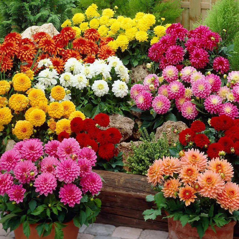 Dahlia double Mix 20+ Seeds