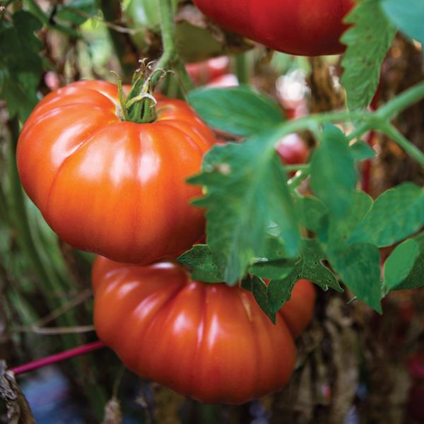 Hortus Marmande Tomatoes 2gm