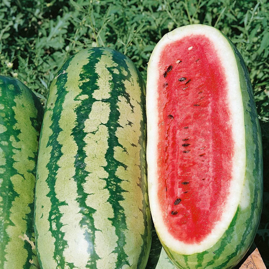 F1 Hybrid Big Sweet Watermelon (تربوز) 10 Seeds