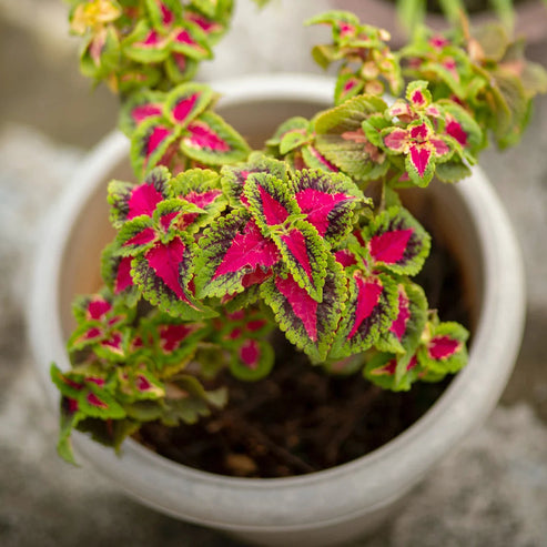 Coleus Rainbow Mix 50+ Seeds