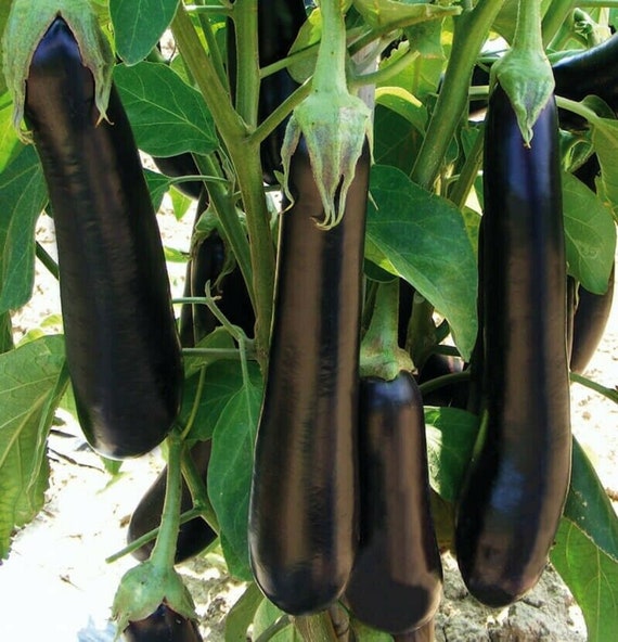 Hortus Long Brinjal 7gm