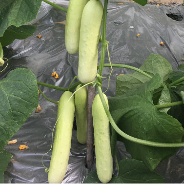 White Melon Cucumber 10 Seeds