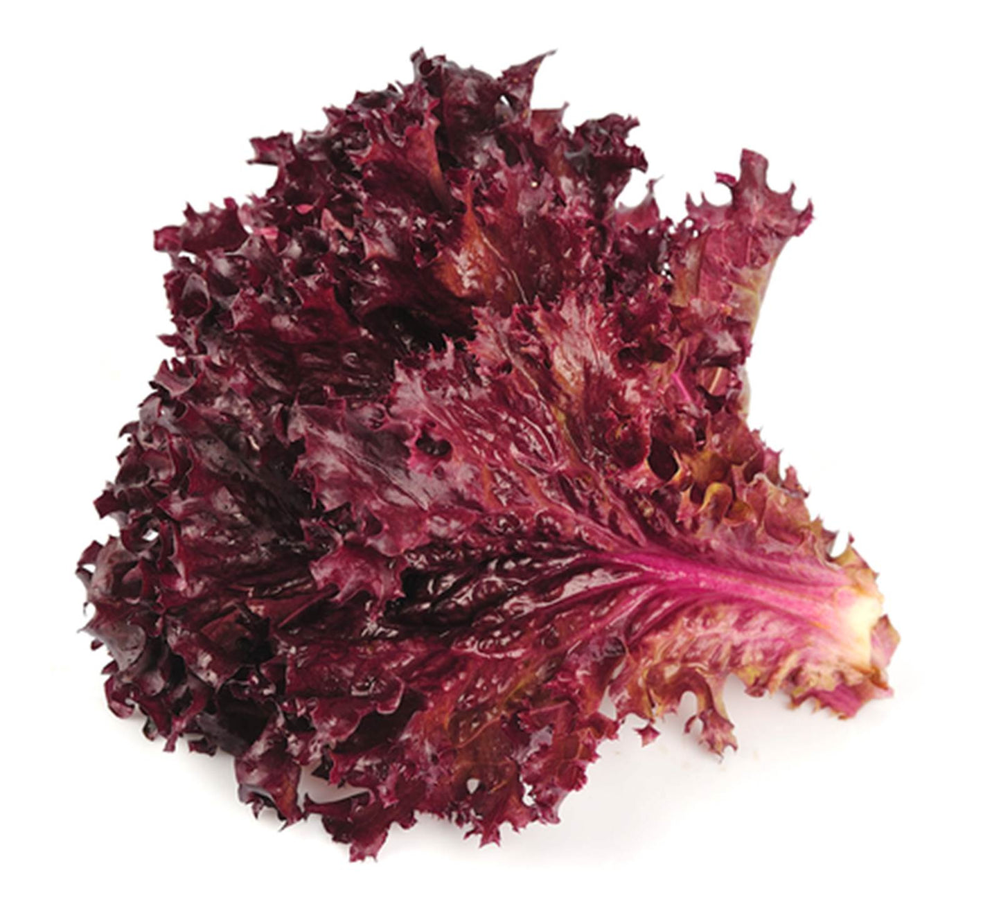Hortus Red Lettuce (Lattuga Biscia Rossa) 6gm