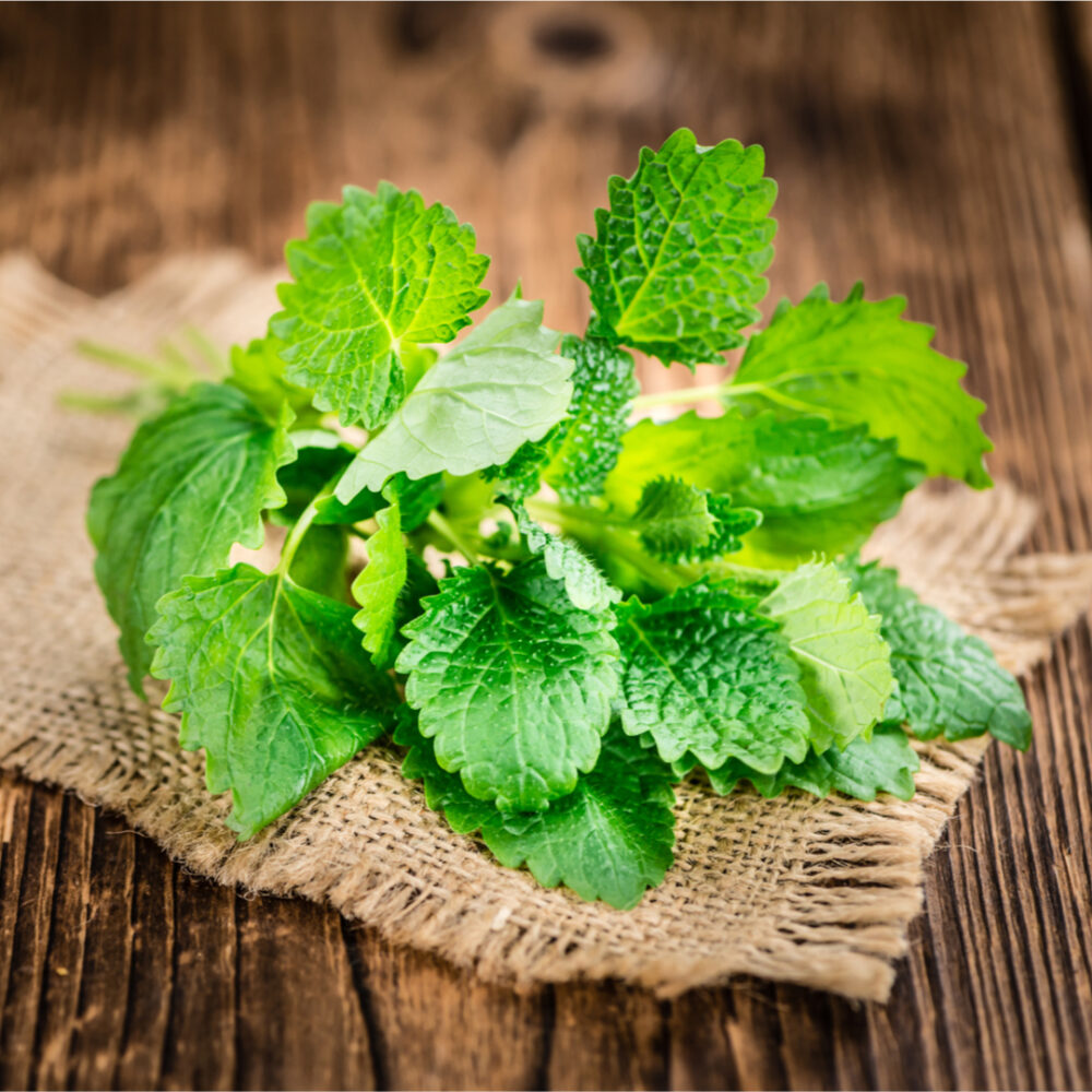 Lemon Balm 50+ Seeds