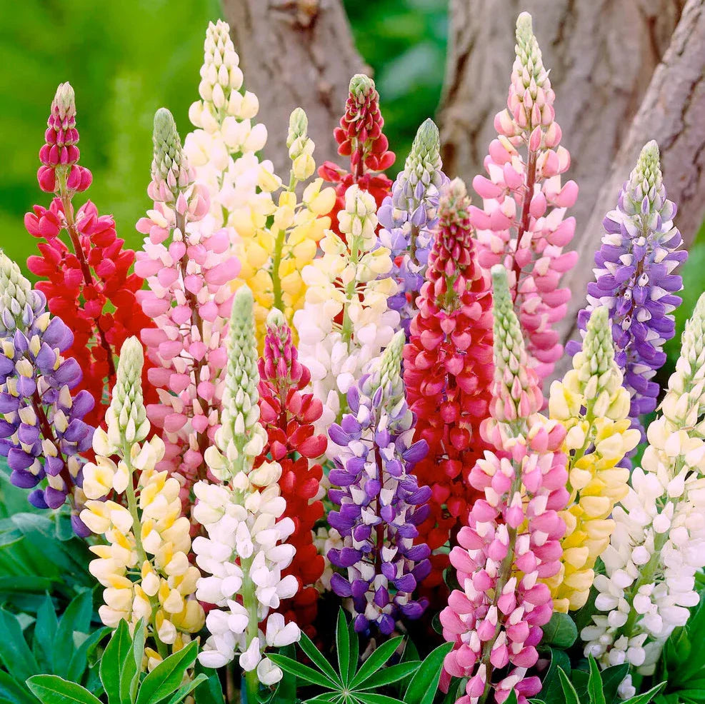 Imported Lupin Mix 15 Seeds