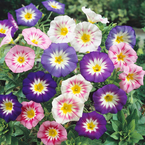 Convolvulus tricolor Minor Mix 20+ Seeds