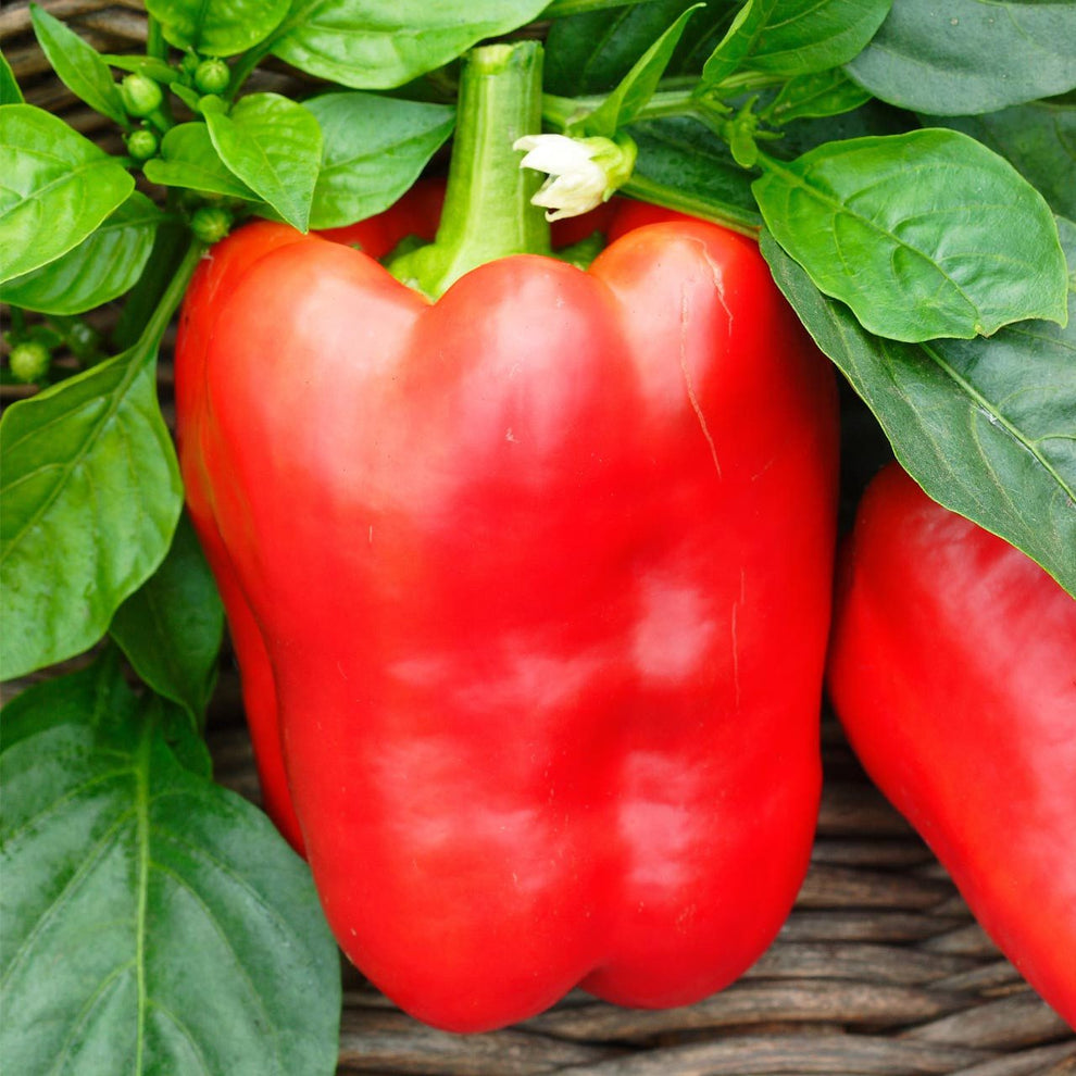 Hortus Peperone Duluce De Espana Capsicum 2.5 grams