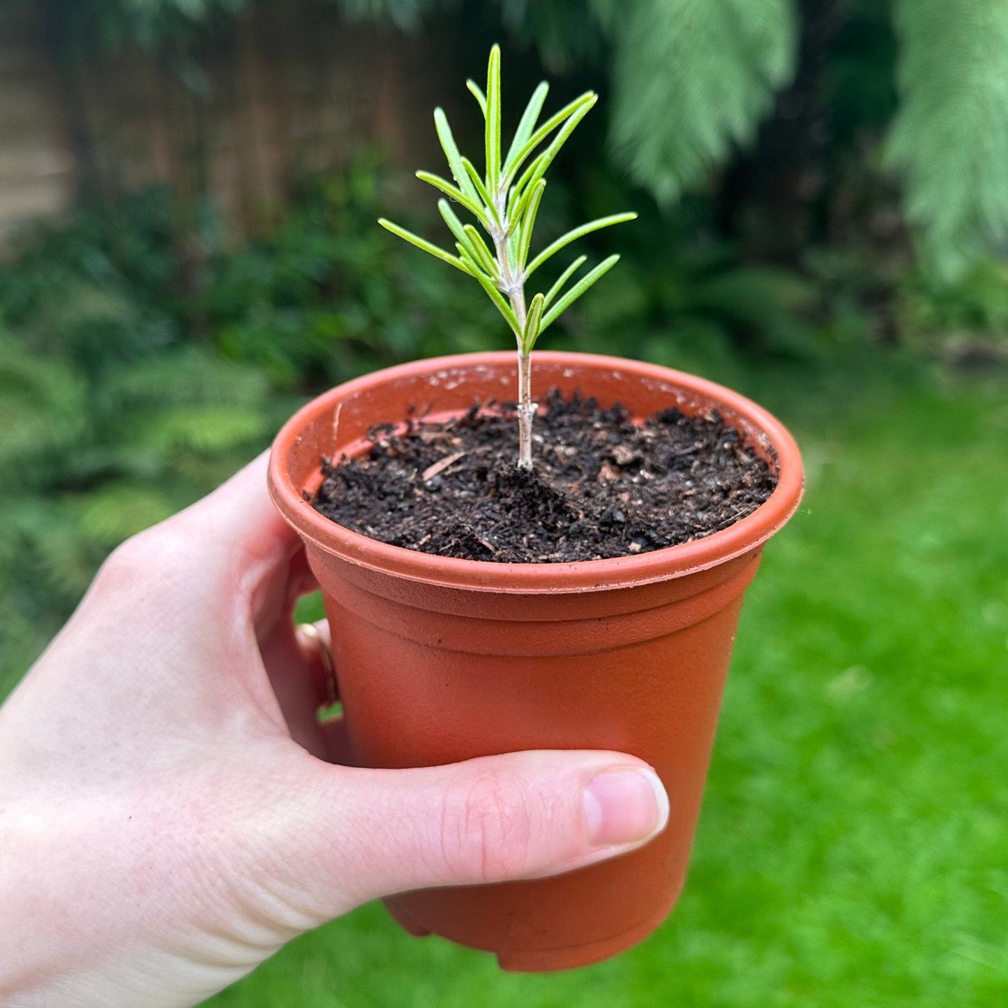 Rosemary 30+ Seeds
