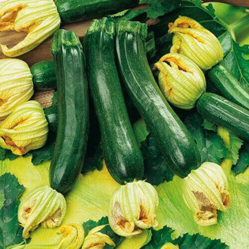 Hortus Green Squash 100+ Seeds