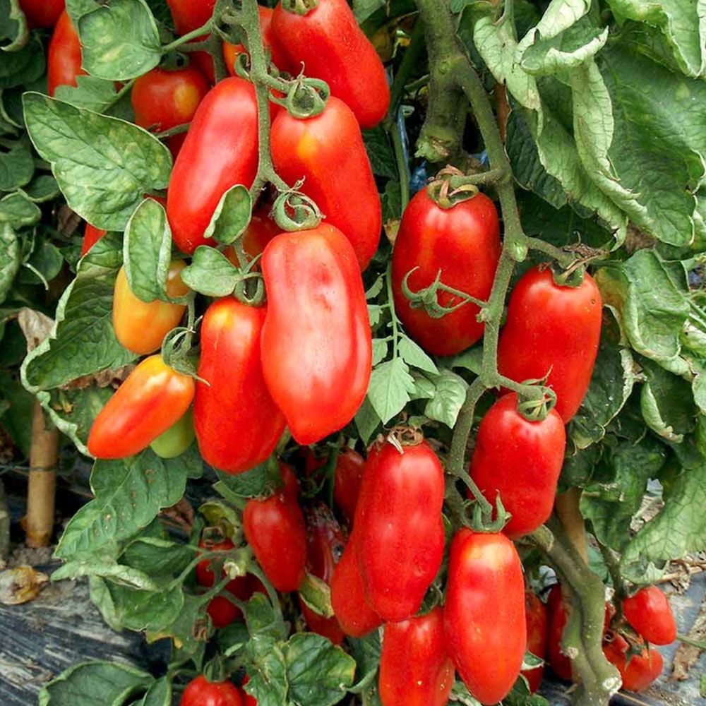 Hortus S. Marzano 3 Tomatoes 2gm