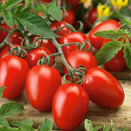 Hortus UC134 Tomatoes 1gm