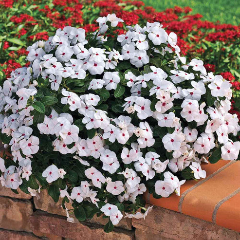 Vinca Polka Dot Dwarf 30+ Seeds