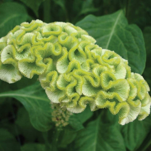 Celosia Cristata Cockscomb Lemon Lime Dwarf 50+ Seeds