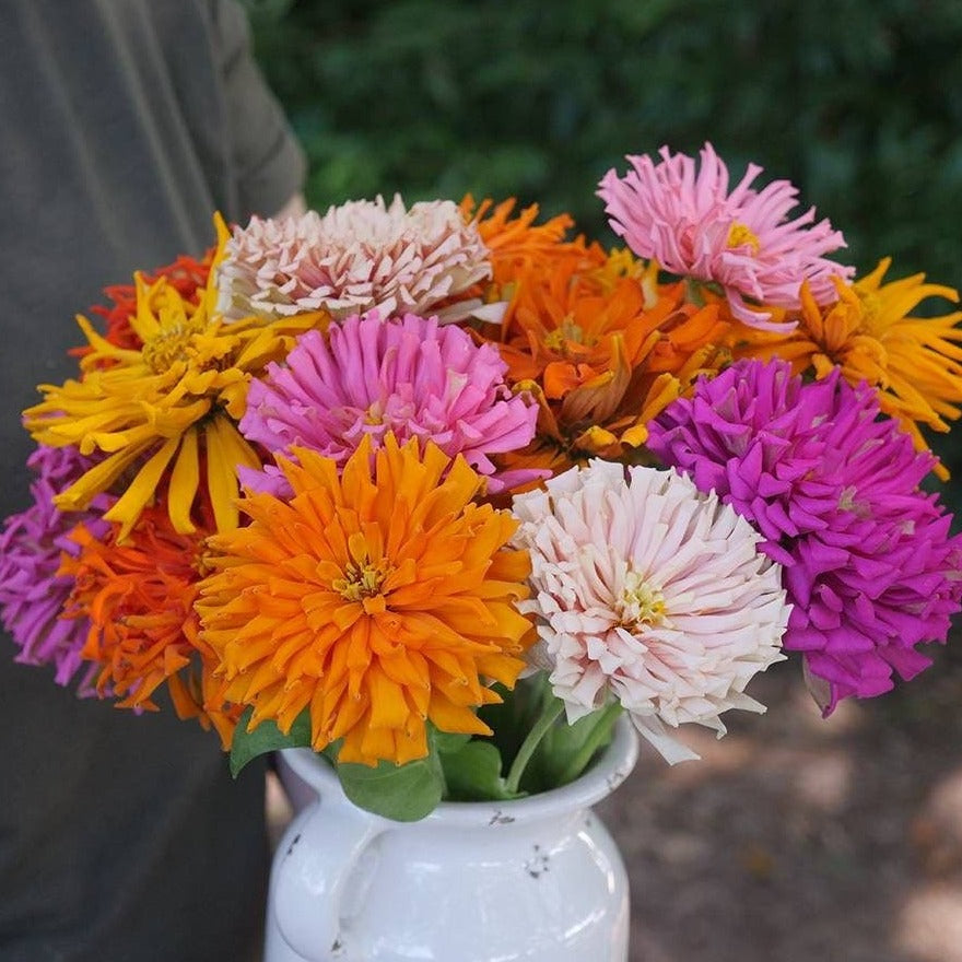 Zinnia cactus Mix (زینیا کیکٹس) 20 Seeds
