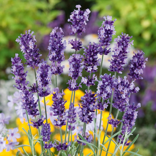 Lavender 50+ Seeds
