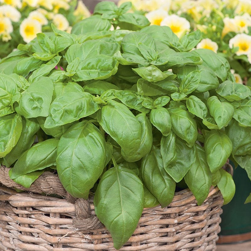Imported Sweet Basil 40+ Seeds – GardenBook.shop
