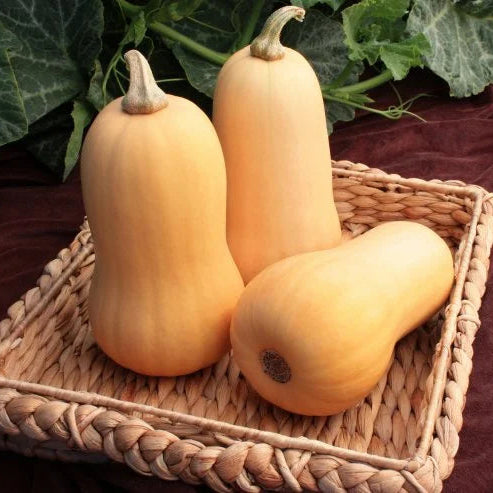 Butternut Squash 10 Seeds