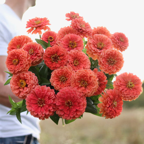Capital Seeds F1 Zinnia Elegans Bronze Dwarf 20 Seeds