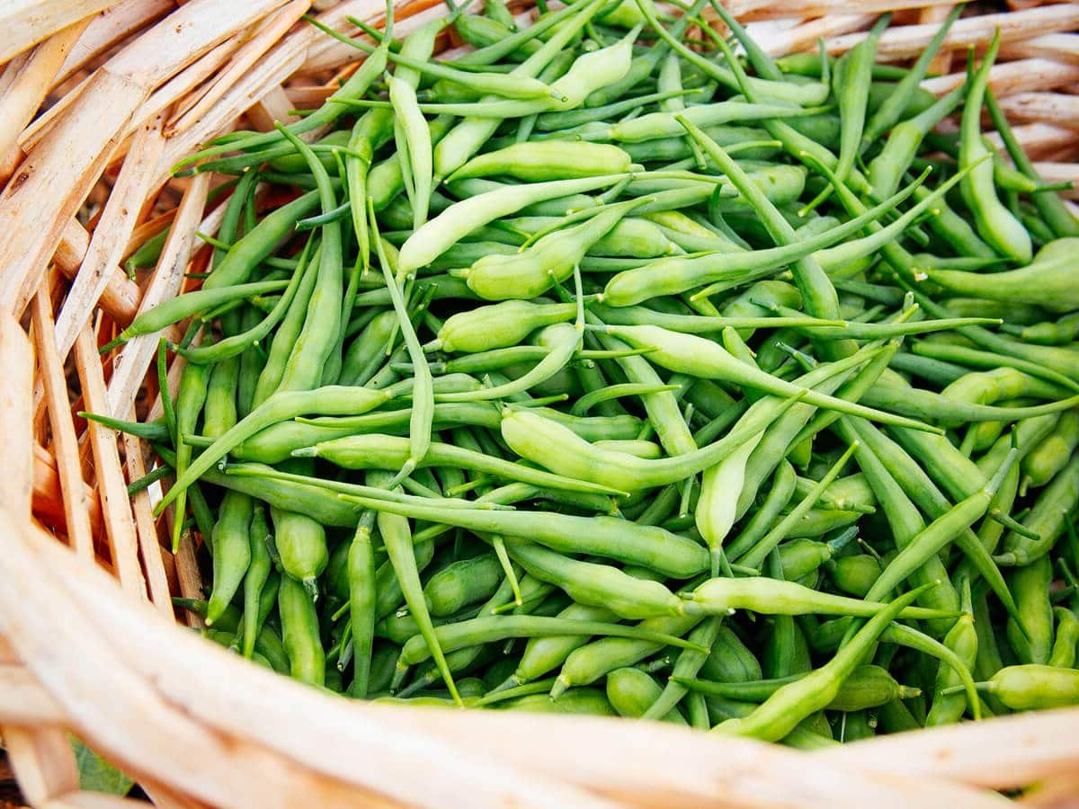 F1 Radish Pods 100+ Seeds