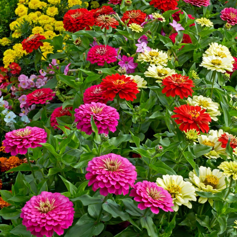Zinnia super yoga (زینیا سپر یوگا) 20 Seeds