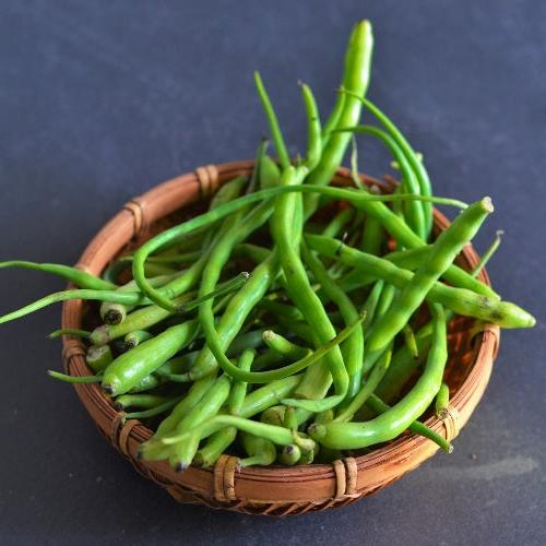 F1 Radish Pods 100+ Seeds