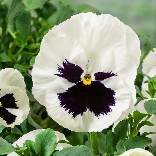 F1 Pensy White Blotch 50+ Seeds