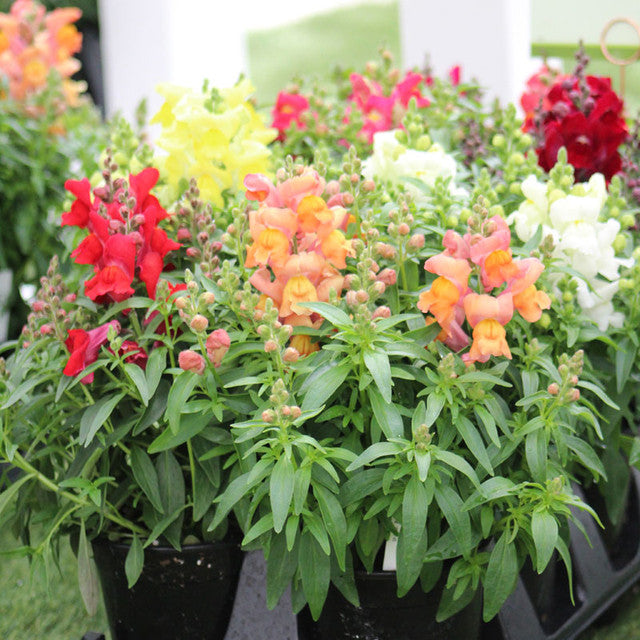 Anthrinum Snapdragon Mix 100+ Seeds