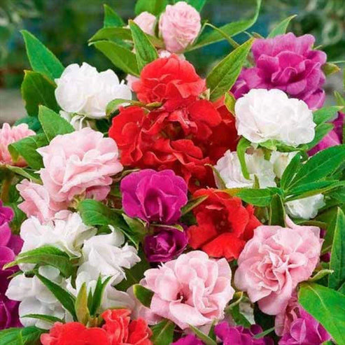 Impatiens Balsam Double Mix 20 Seeds