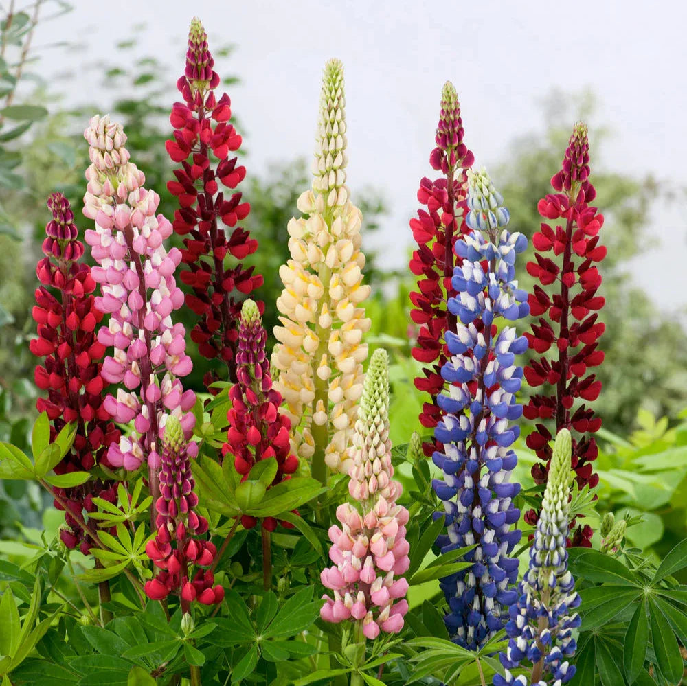 Imported Lupin Mix 15 Seeds